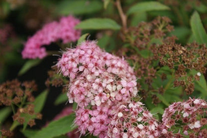  Spierstruik (Spiraea Japonica 'Genpei' (Shirobana))