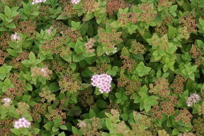  Spierstruik (Spiraea Japonica 'Little Princess')