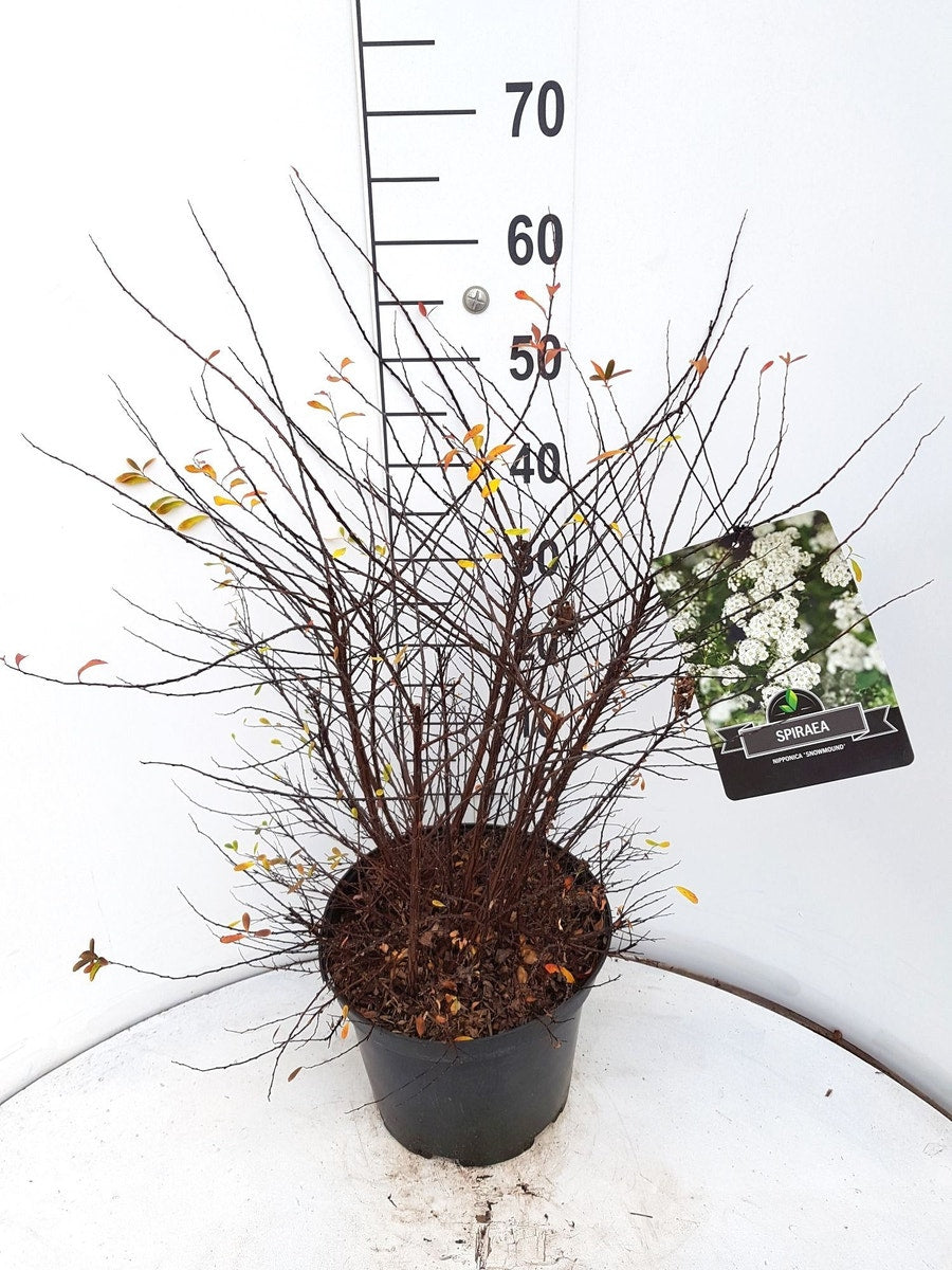  Spierstruik (Spiraea Nipponica 'Snowmound')