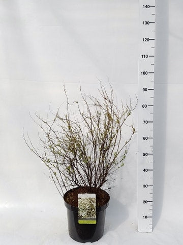  Spierstruik (Spiraea Thunbergii)