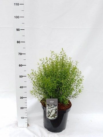  Spierstruik (Spiraea Thunbergii)