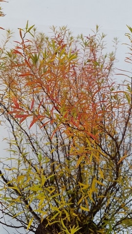  Spierstruik (Spiraea Thunbergii)