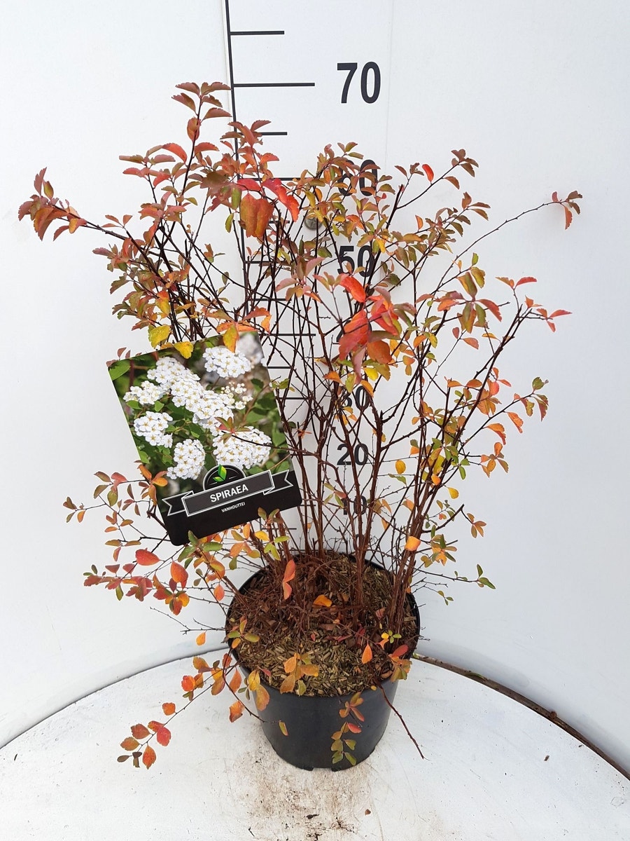  Spierstruik (Spiraea Vanhouttei)