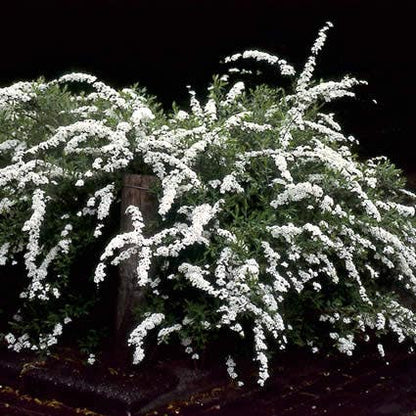  Spierstruik (Spiraea Nipponica 'Snowmound')