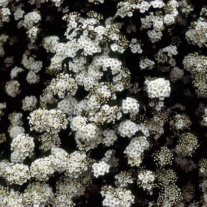  Spierstruik (Spiraea Vanhouttei)