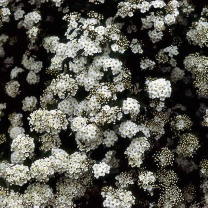  Spierstruik (Spiraea Vanhouttei)
