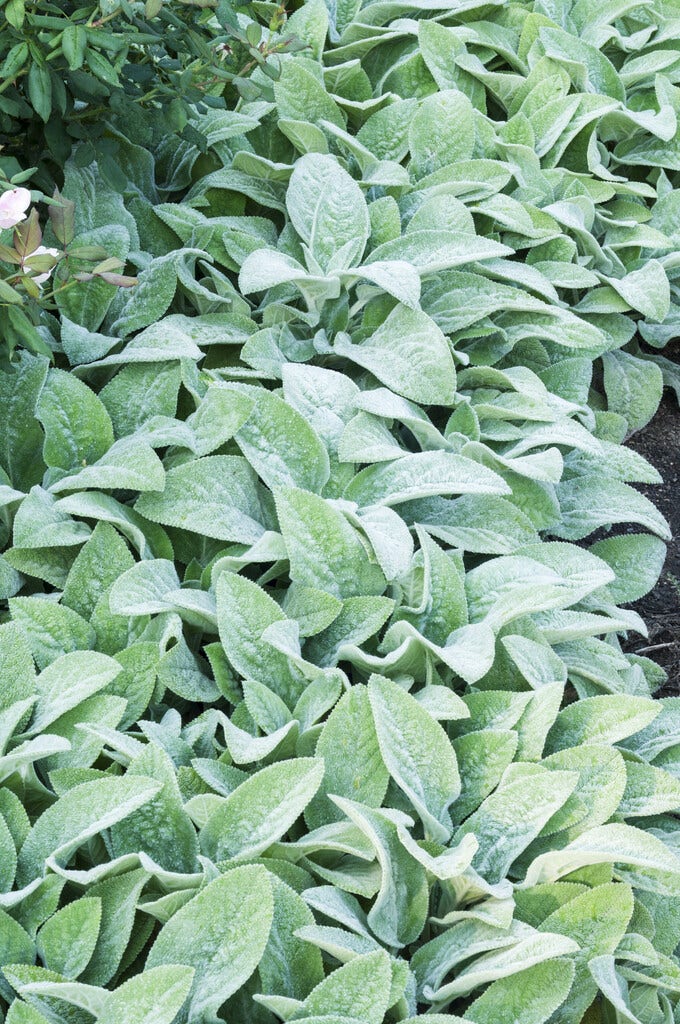  Ezelsoor / Andoorn (Stachys Byzantina 'Big Ears')