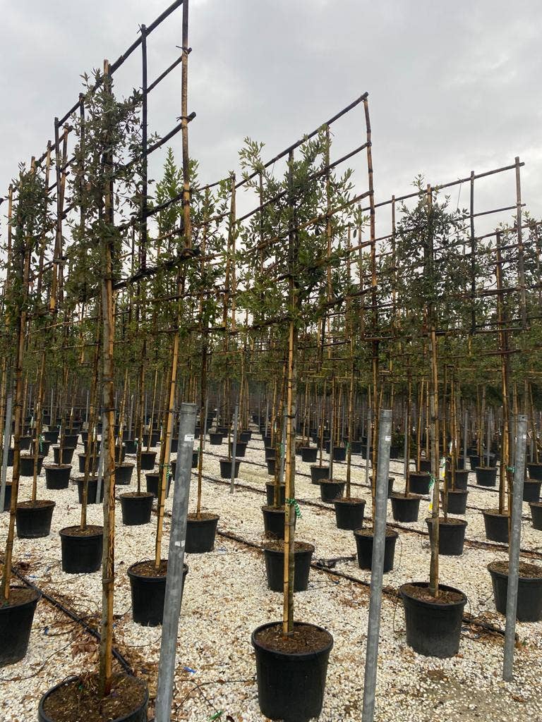  Steeneik Als Leiboom (Quercus Ilex)