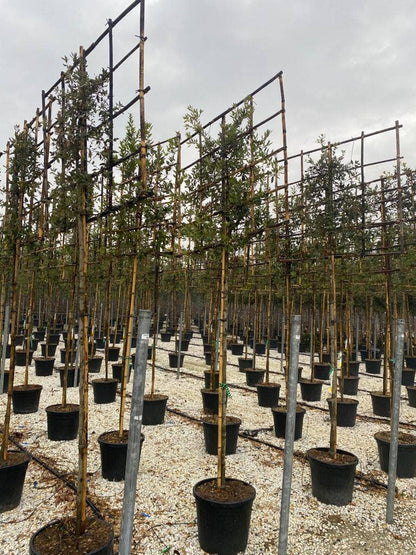  Steeneik Als Leiboom (Quercus Ilex)
