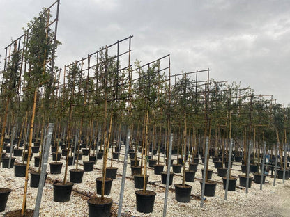  Steeneik Als Leiboom (Quercus Ilex)