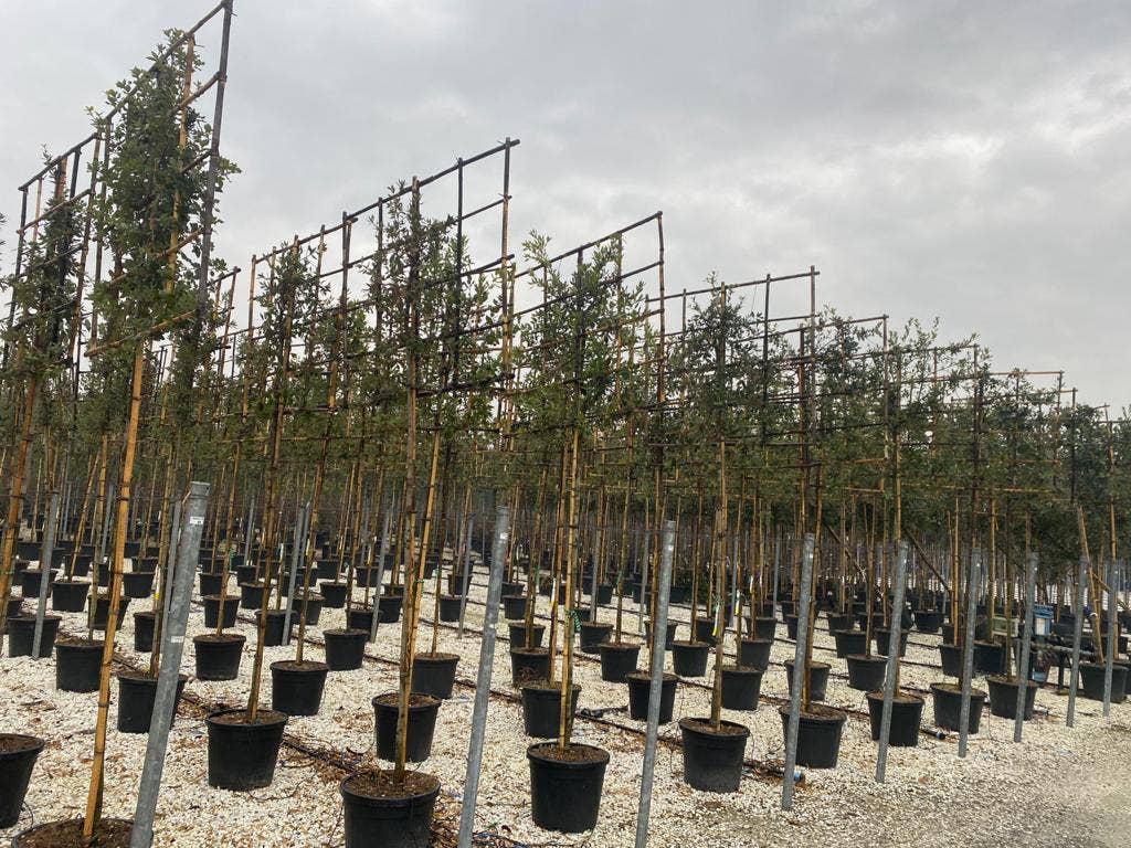  Steeneik Als Leiboom (Quercus Ilex) NU EXTRA VOORDELIG