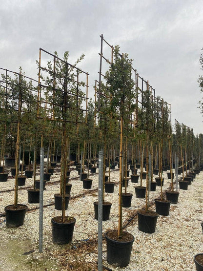 Steeneik Als Leiboom (Quercus Ilex)