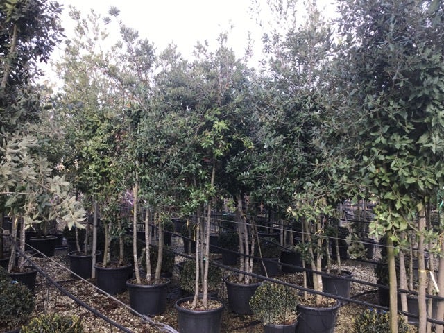  Steeneik Meerstammig (Quercus Ilex)