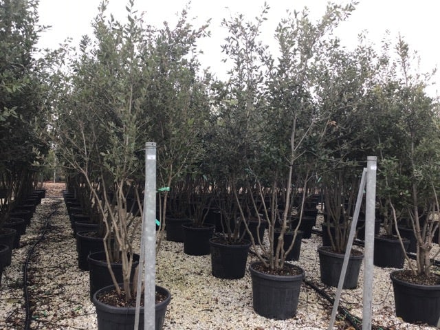  Steeneik Meerstammig (Quercus Ilex)