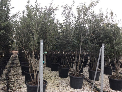  Steeneik Meerstammig (Quercus Ilex)