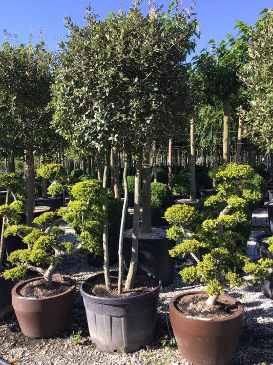  Steeneik Meerstammig (Quercus Ilex)