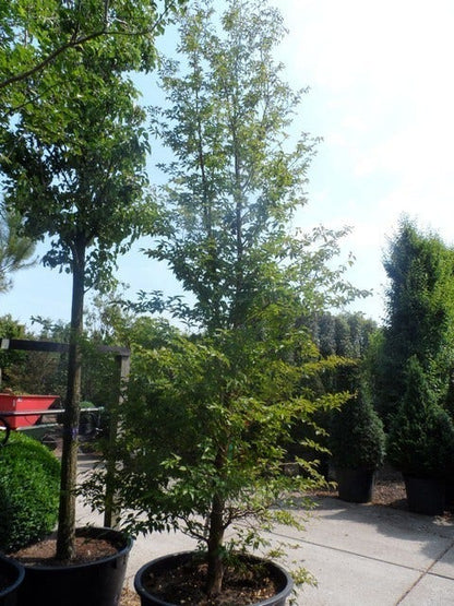  Schijncamelia (Stewartia Pseudocamellia)