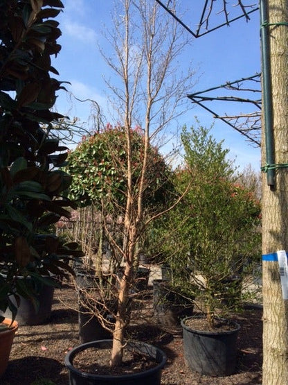  Schijncamelia (Stewartia Pseudocamellia)