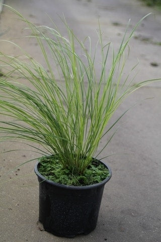  Vedergras (Stipa Capillata)