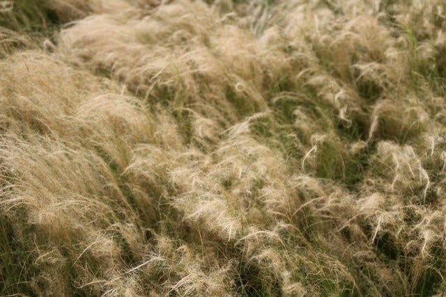  Vedergras (Stipa Tenuissima 'Ponytails')