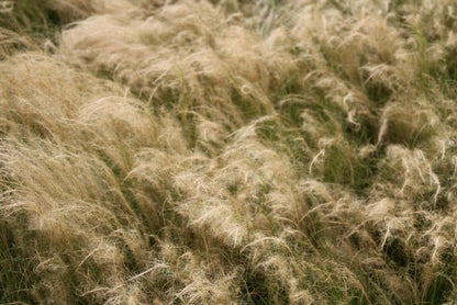  Vedergras (Stipa Tenuissima 'Ponytails')