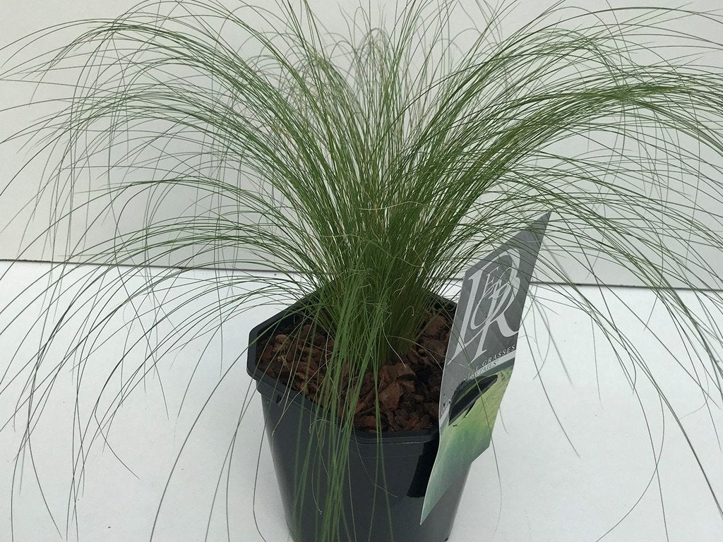  Vedergras (Stipa Tenuissima 'Ponytails')