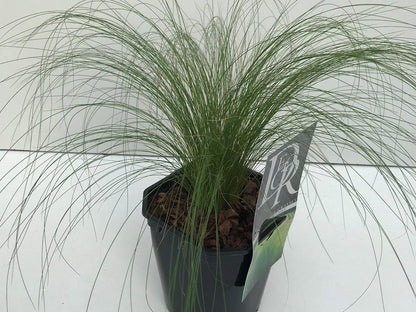  Vedergras (Stipa Tenuissima 'Ponytails')