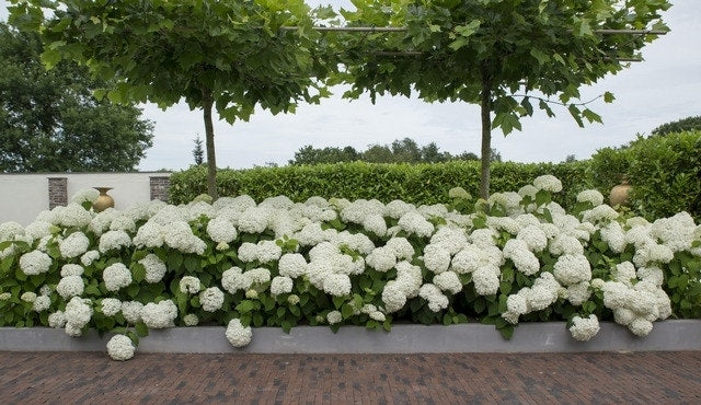  Hortensia (Hydrangea 'Strong Annabelle')