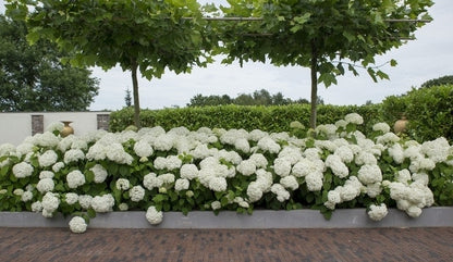  Hortensia (Hydrangea 'Strong Annabelle')