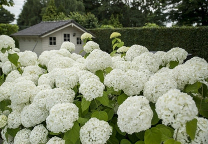  Hortensia (Hydrangea 'Strong Annabelle')