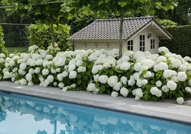  Hortensia (Hydrangea 'Strong Annabelle')