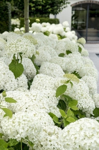  Hortensia (Hydrangea 'Strong Annabelle')