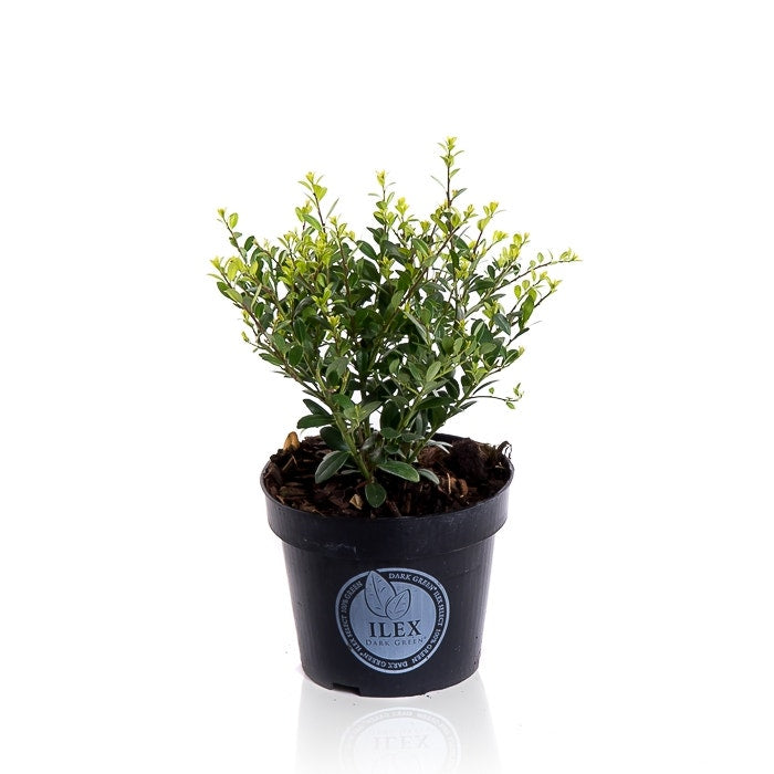  Japanse Hulst (Ilex Crenata 'Dark Green')