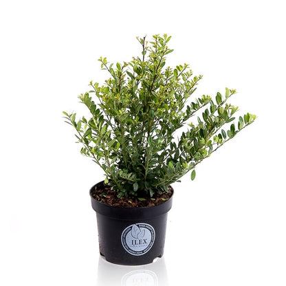  Japanse Hulst (Ilex Crenata 'Dark Green')