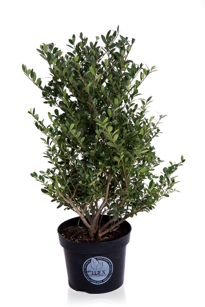  Japanse Hulst (Ilex Crenata 'Dark Green')