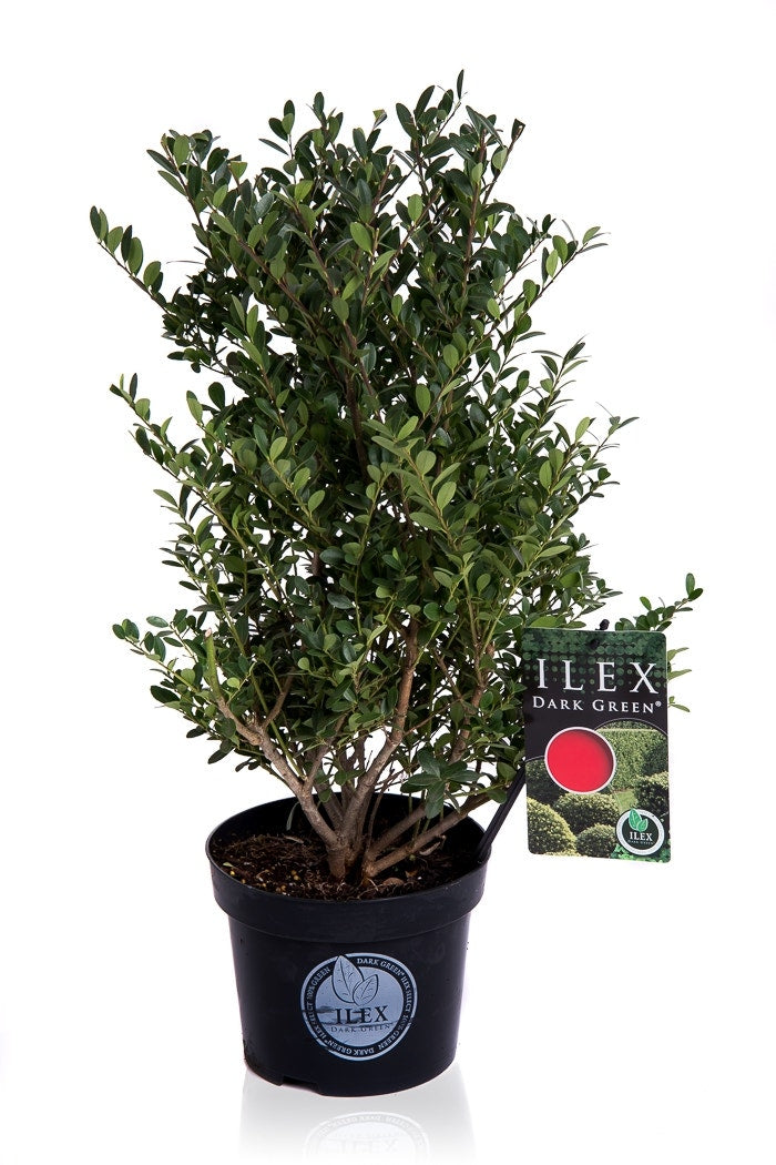  Japanse Hulst (Ilex Crenata 'Dark Green')