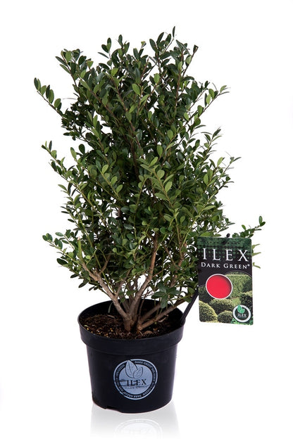  Japanse Hulst (Ilex Crenata 'Dark Green')