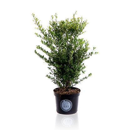 Japanse Hulst (Ilex Crenata 'Dark Green')