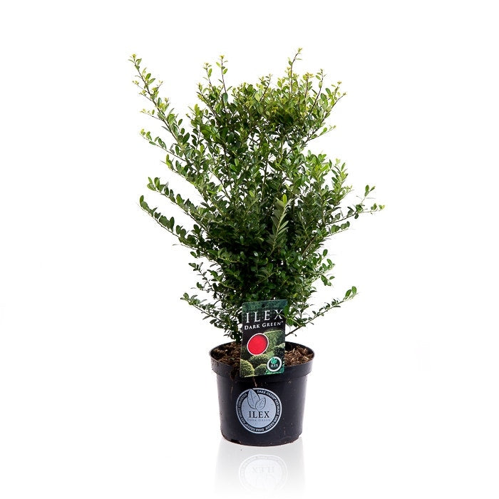  Japanse Hulst (Ilex Crenata 'Dark Green')
