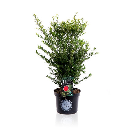  Japanse Hulst (Ilex Crenata 'Dark Green')
