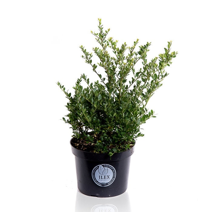  Japanse Hulst (Ilex Crenata 'Dark Green')
