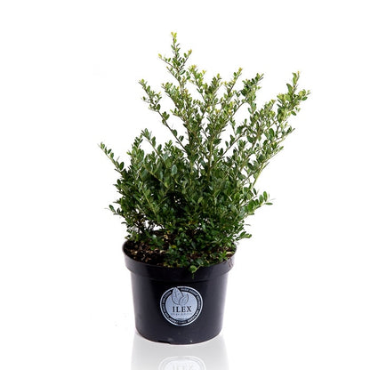  Japanse Hulst (Ilex Crenata 'Dark Green')