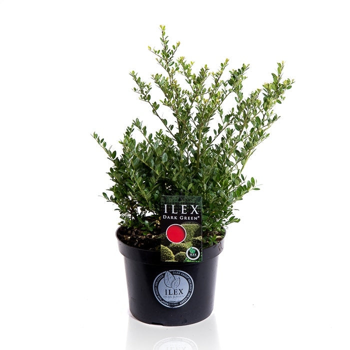  Japanse Hulst (Ilex Crenata 'Dark Green')
