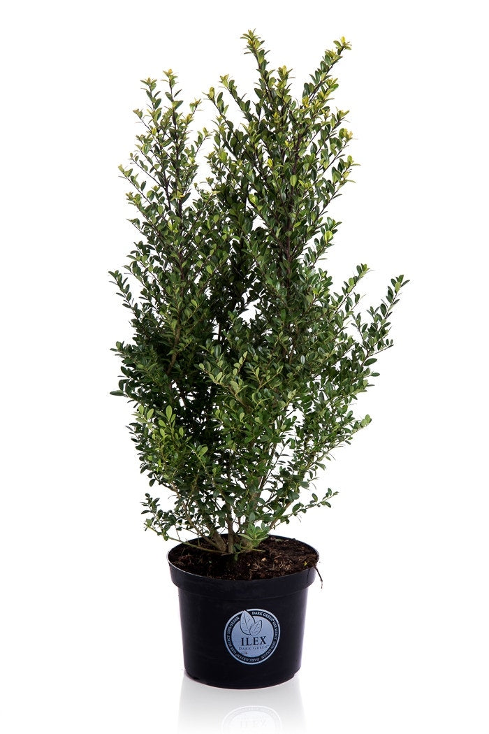  Japanse Hulst (Ilex Crenata 'Dark Green')
