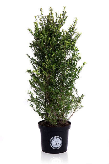  Japanse Hulst (Ilex Crenata 'Dark Green')