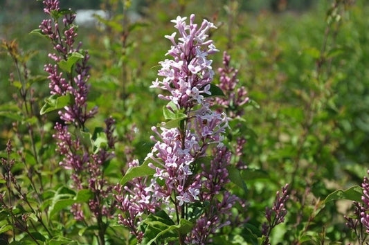  Dwerg Sering (Syringa 'Sugar Plum Fairy'®)