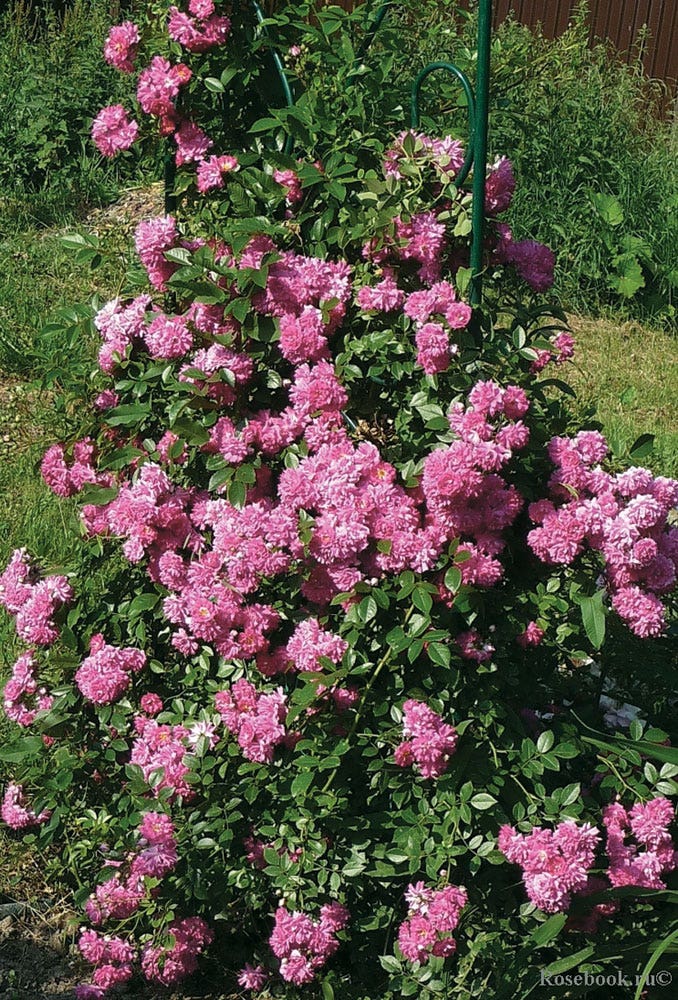  Klimroos (Rosa 'Super Dorothy')