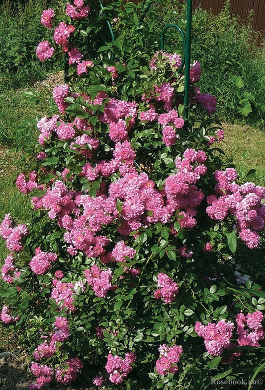  Klimroos (Rosa 'Super Dorothy')