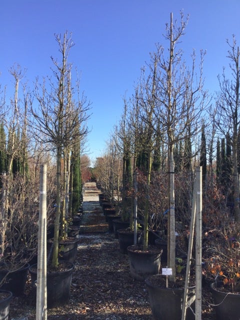  Magnolia Als Boom (Magnolia 'Susan')