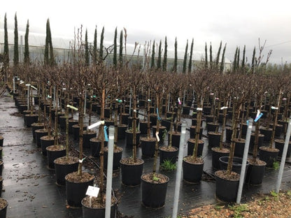  Beverboom Op Stam (Magnolia 'Susan')